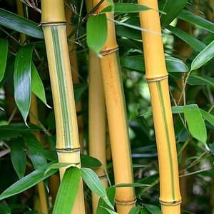 Phyllostachys Aureosulcata Spectabilis 'Bambou' — touffe traçante, chaumes dressés