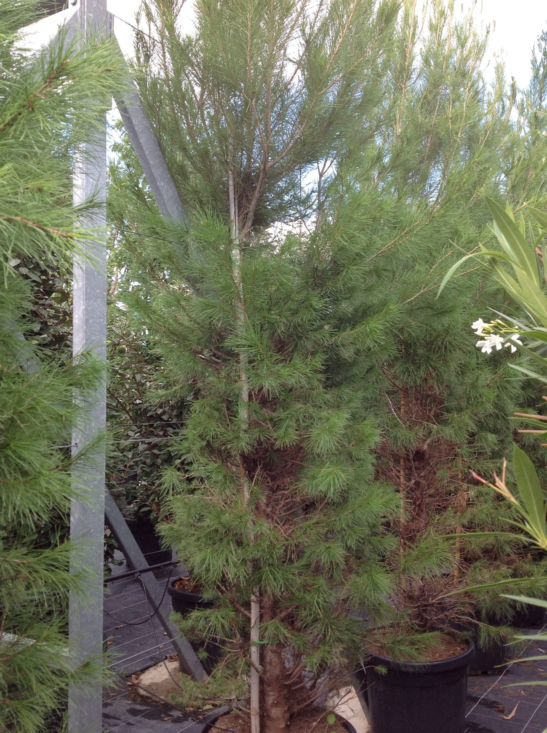 Pin d’Alep (Pinus Halepensis) — port irrégulier et léger, souvent incliné par le vent