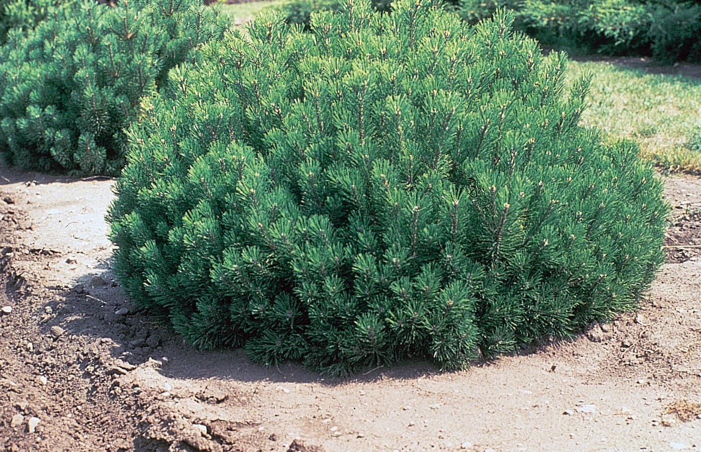 Pin Mugo nain (Pinus Mugo) — port bas et étalé, en boule
