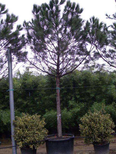 Pin parasol (Pinus Pinea) — port en parasol caractéristique à l'âge adulte