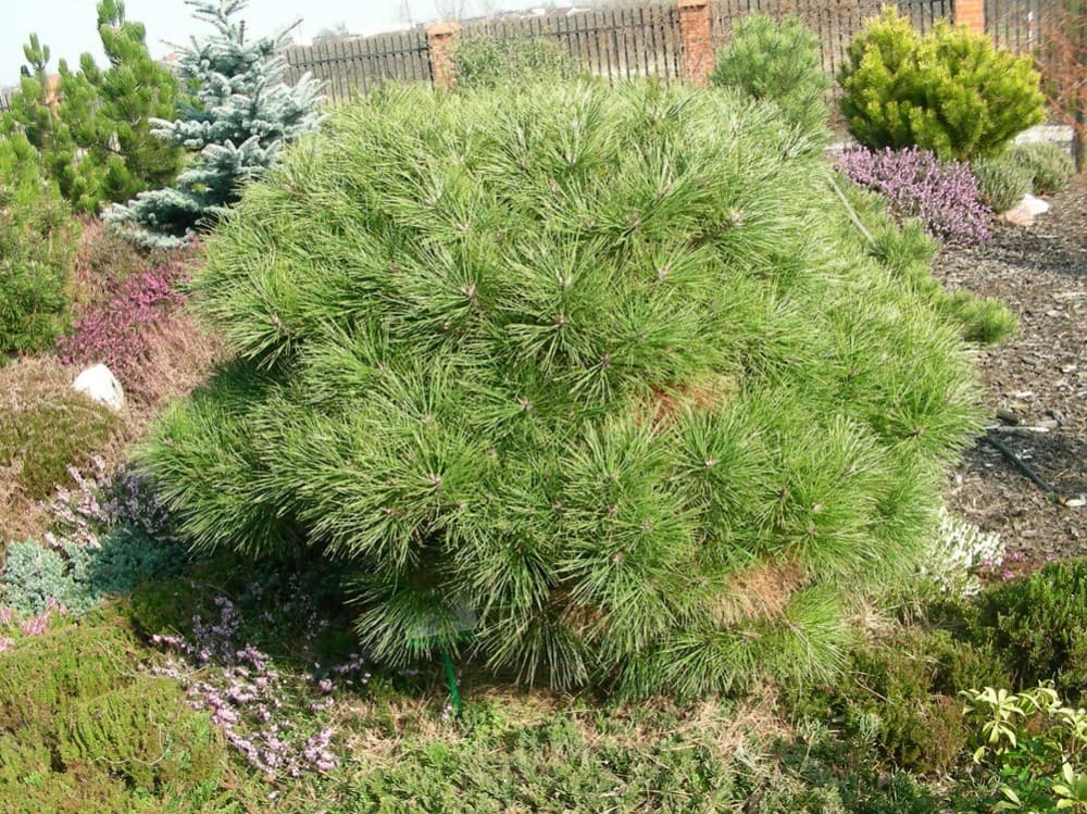 Pin Weymouth ‘Radiata’ (Pinus Stobus Radiata) — port pyramidal souple