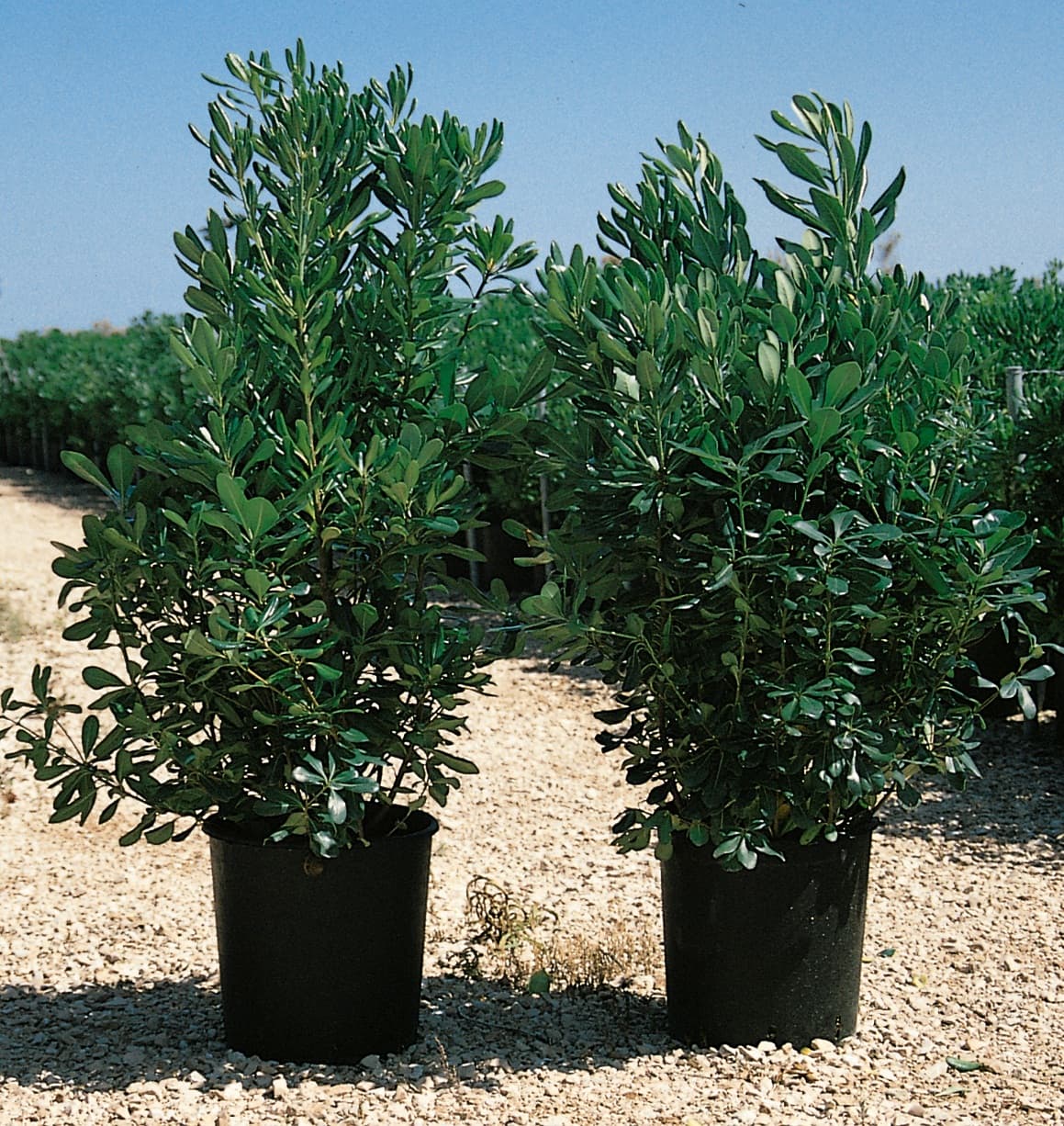Pittosporum Tobira — port arrondi et compact