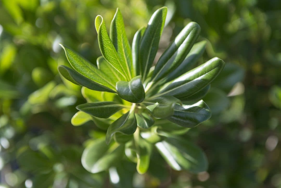 Pittosporum tobira