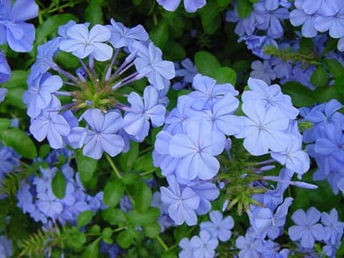 Plumbago Capensis Bleu Foncé (Plumbago capensis) — port souple, semi-grimpant
