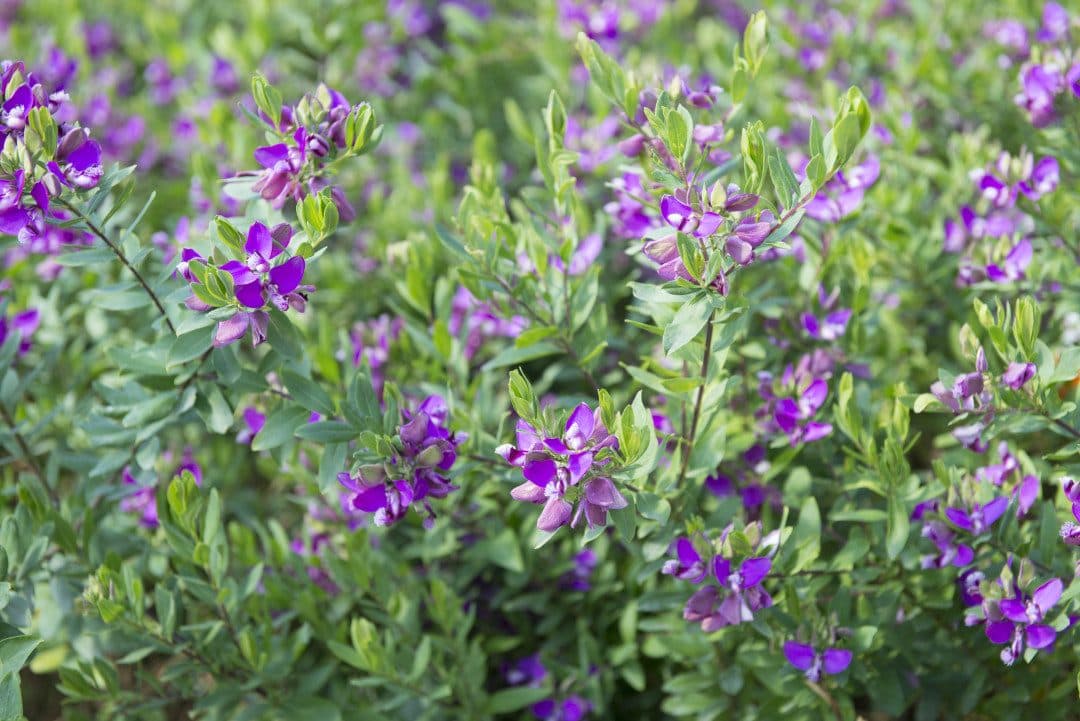 Polygala myrtifolia – Polygala à feuilles de myrte