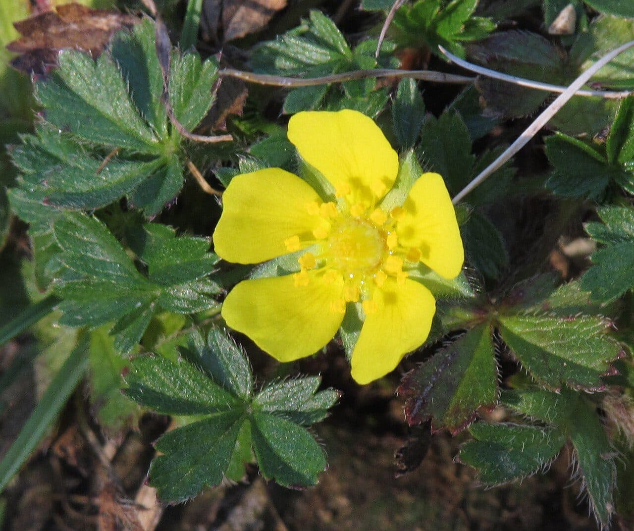 Potentilla neumanniana