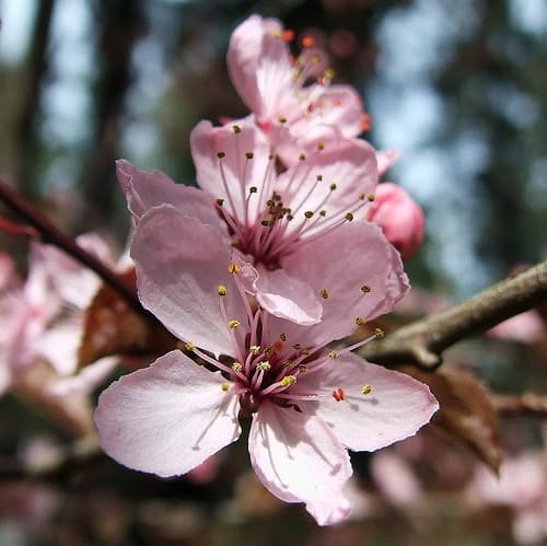 Prunier d’ornement (Prunus Cerasifera Pissardi) — port arrondi, souvent érigé jeune