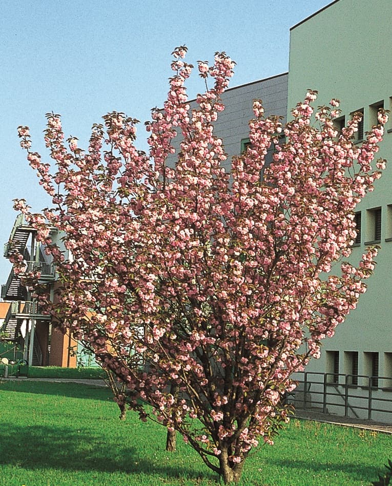 Cerisiers à fleurs (Prunus Serrulata Kanzan) — port arrondi, souvent érigé jeune