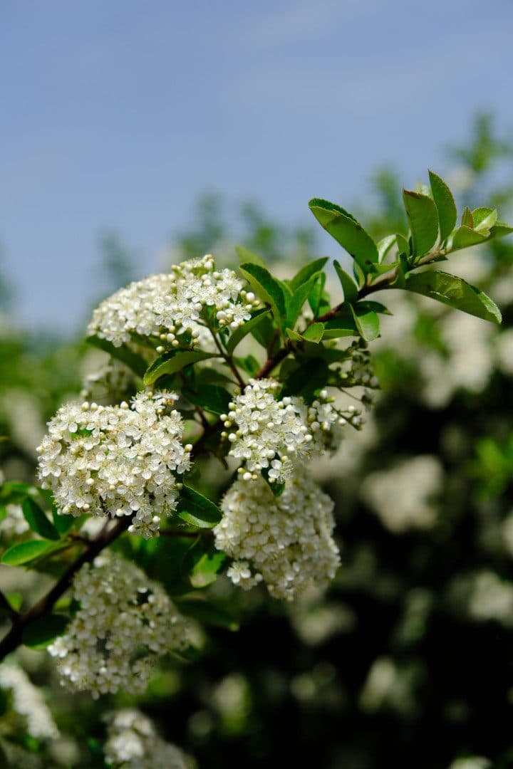 Pyracantha 'Mohave'