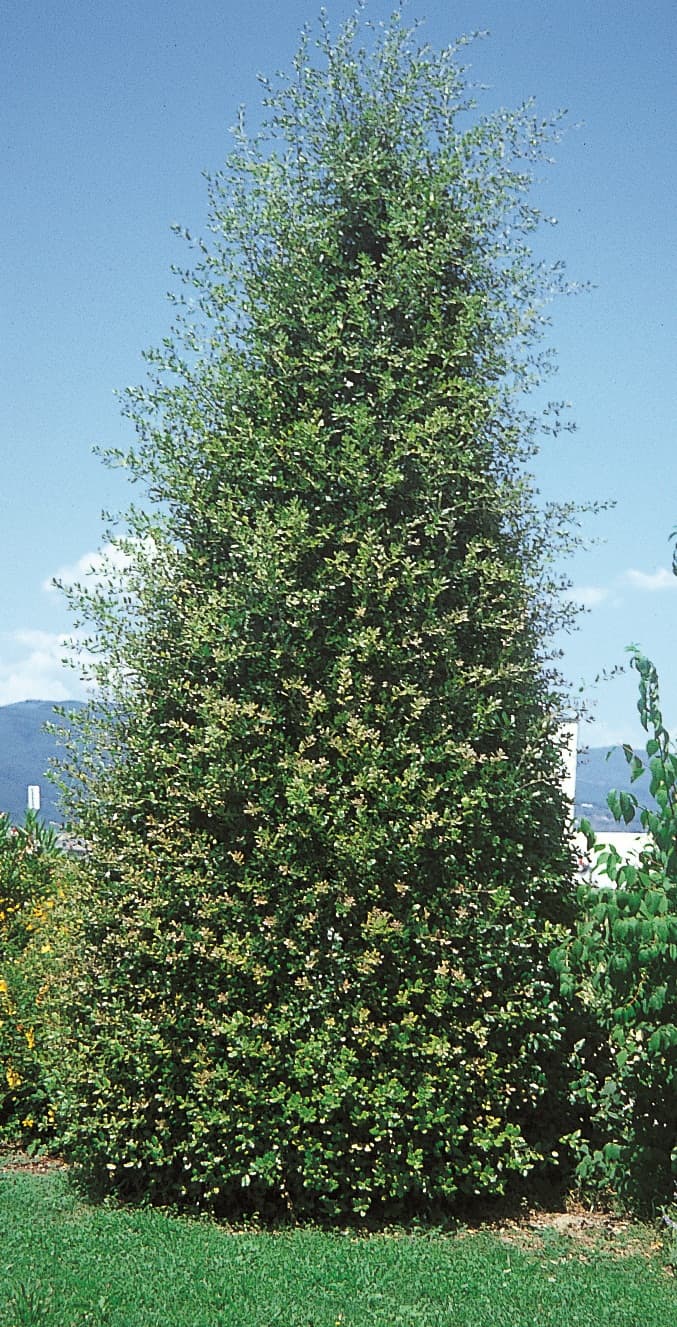 Chêne vert (Quercus ilex), une des essences cultivées par la pépinière