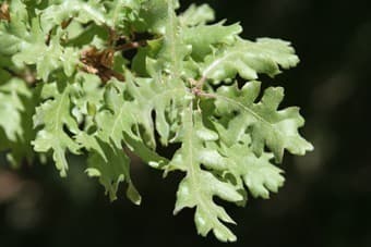 Quercus Pubescens blanc (Quercus pubescens) — port arrondi