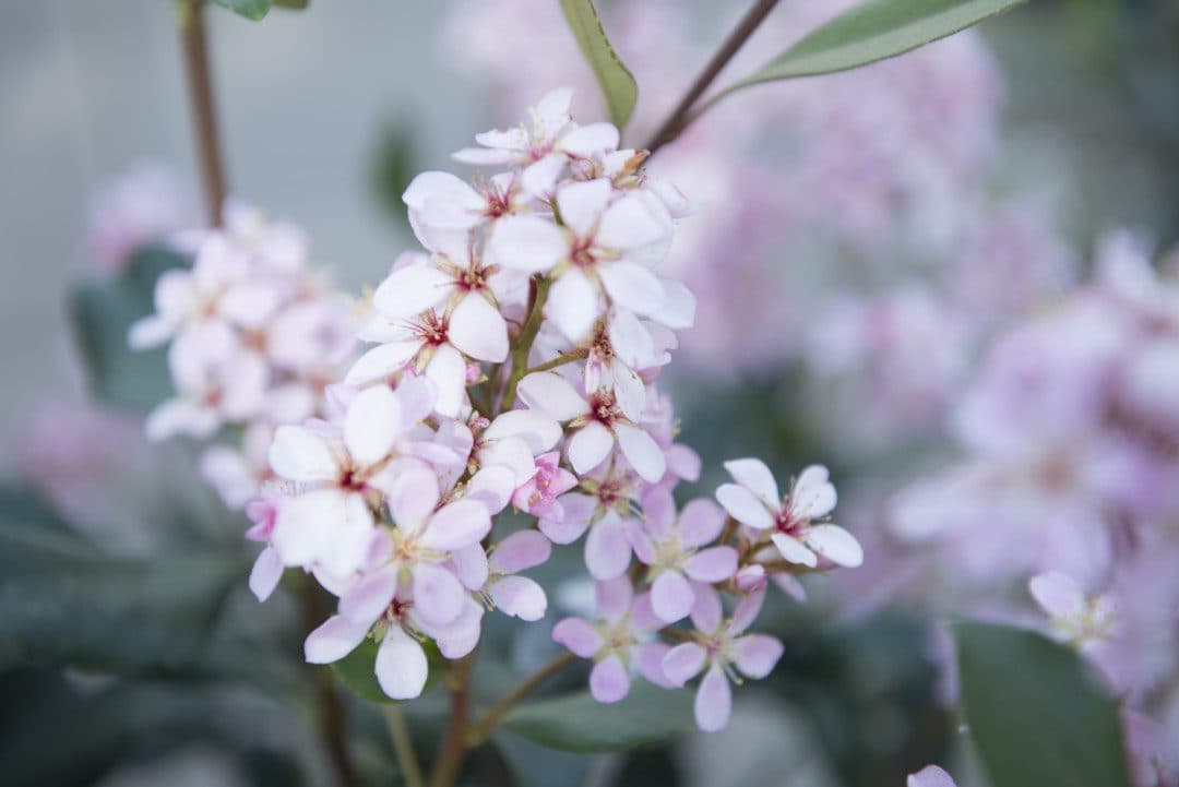 Rhaphiolepis indica 'Springtime'
