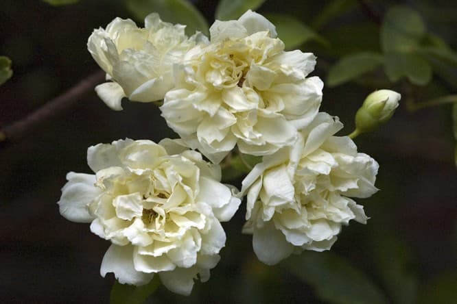 Rosier Bank’s Blanc (Rosa Banksiae Alba) — port variable selon les types : buissonnant, grimpant, couvre-sol ou tige