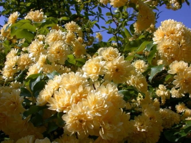 Rosier bank’s jaune (Rosa Banksiae Lutea Plena) — port variable selon les types : buissonnant, grimpant, couvre-sol ou tige
