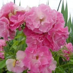 Rosea Bank’s rose (Rosa Banksiae) — port variable selon les types : buissonnant, grimpant, couvre-sol ou tige
