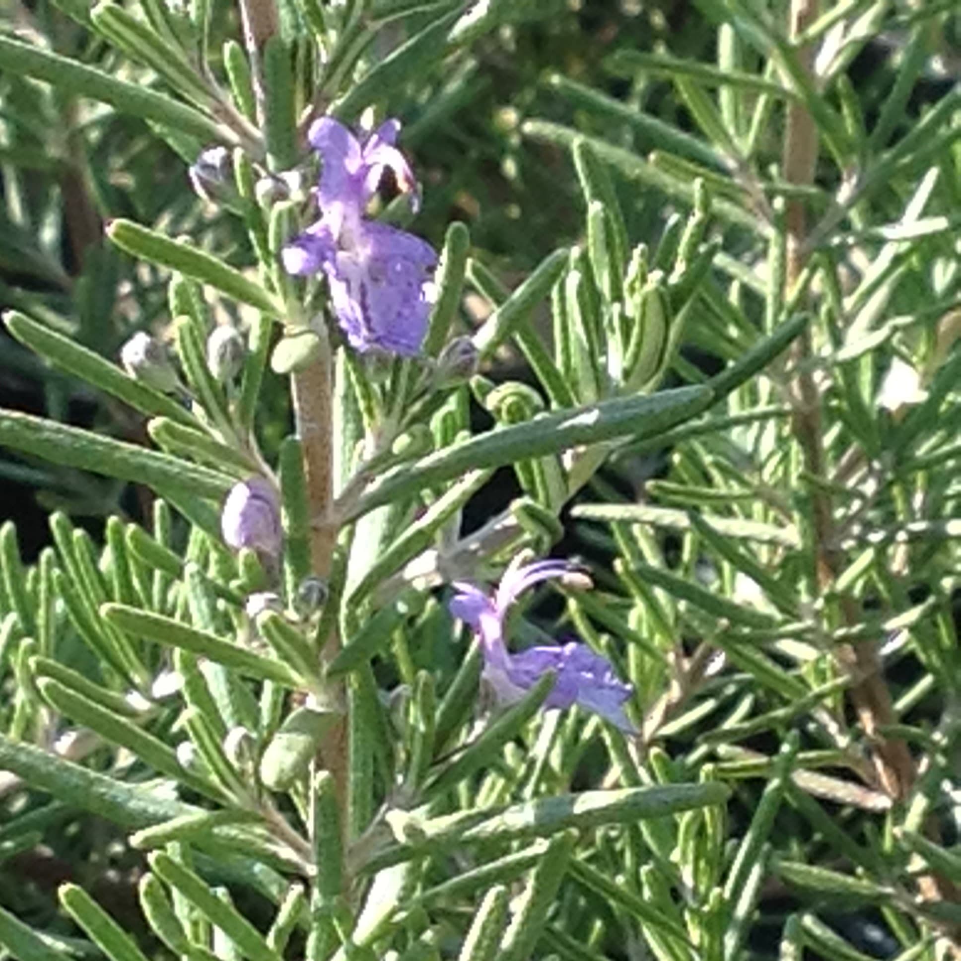 Rosmarinus Officinalis boule (Rosmarinus officinalis) — port buissonnant, érigé ou rampant selon les variétés