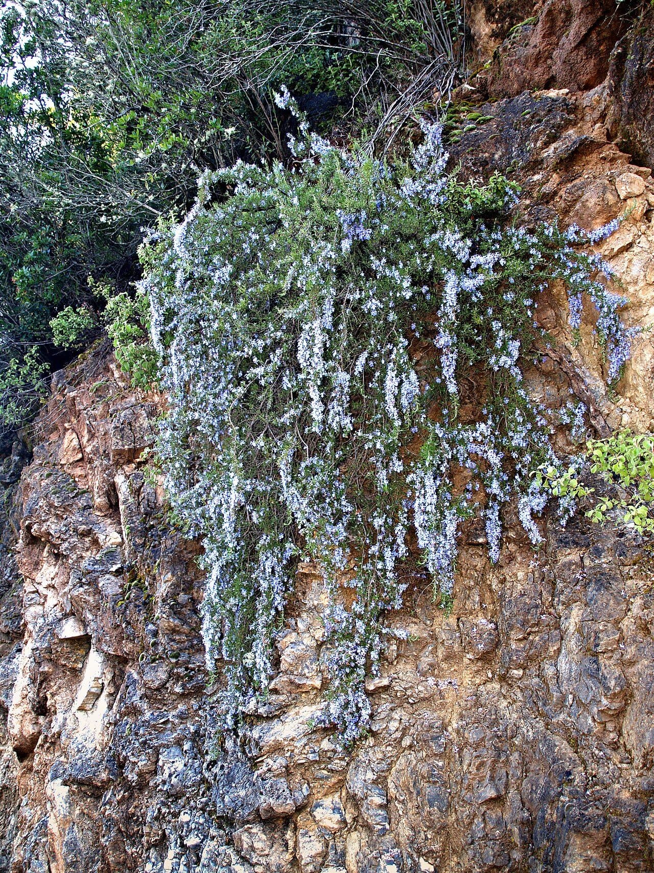 Rosmarinus officinalis 'Corsican Blue' – Romarin