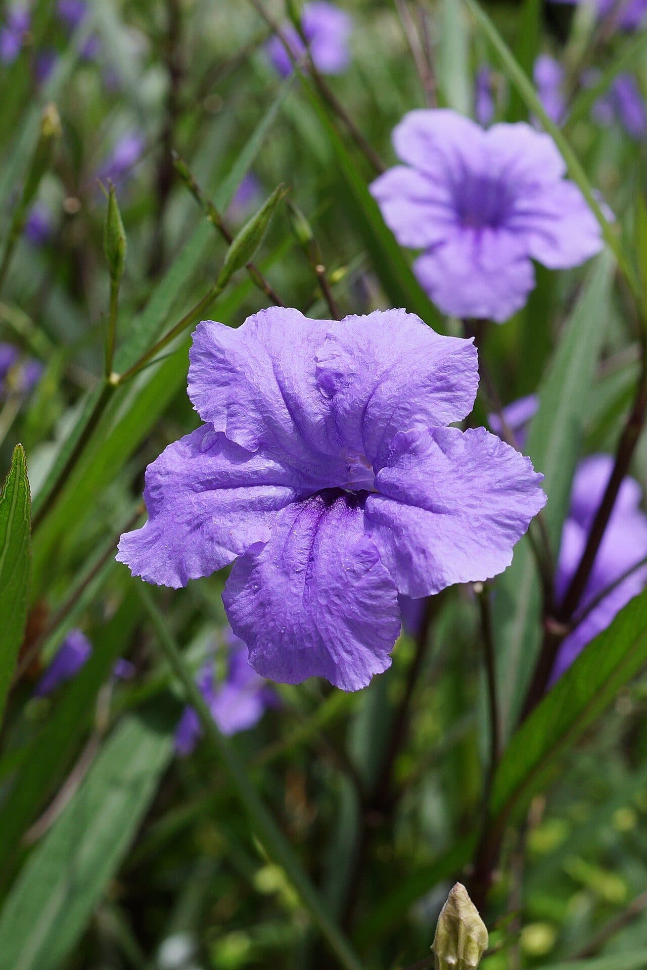 Ruellia simplex – Ruellia, pétunia mexicain