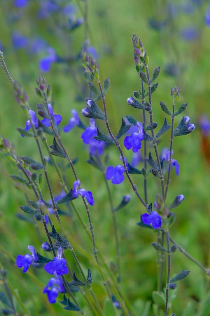 Salvia × jamensis 'Violette de Loire' – Sauge arbustive violette