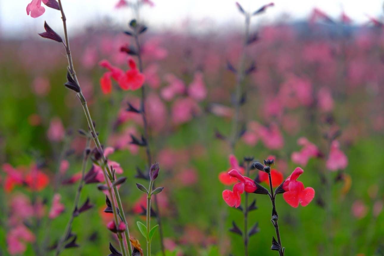 Sauge arbustive – Salvia × jamensis