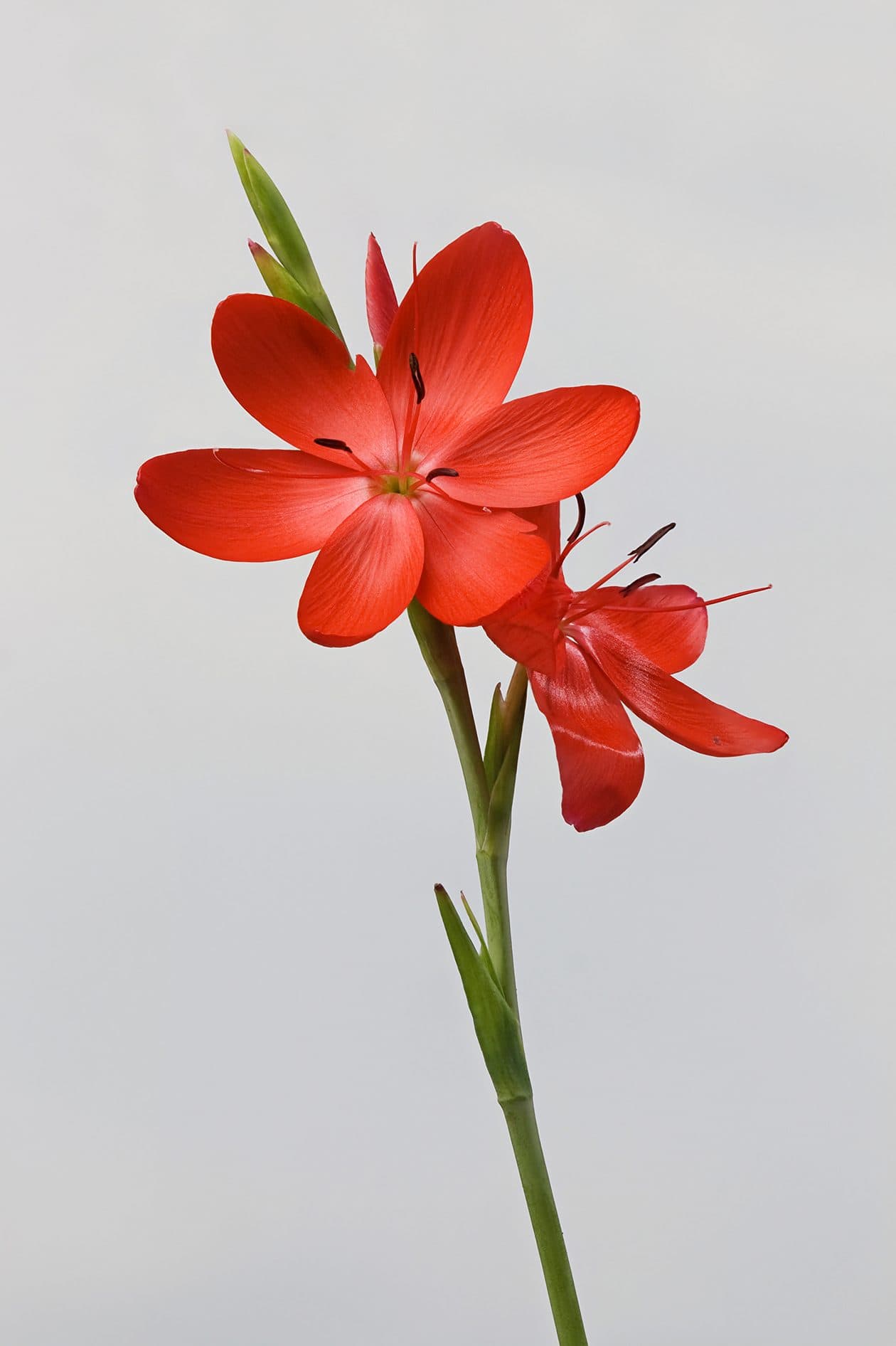 Schizostylis coccinea