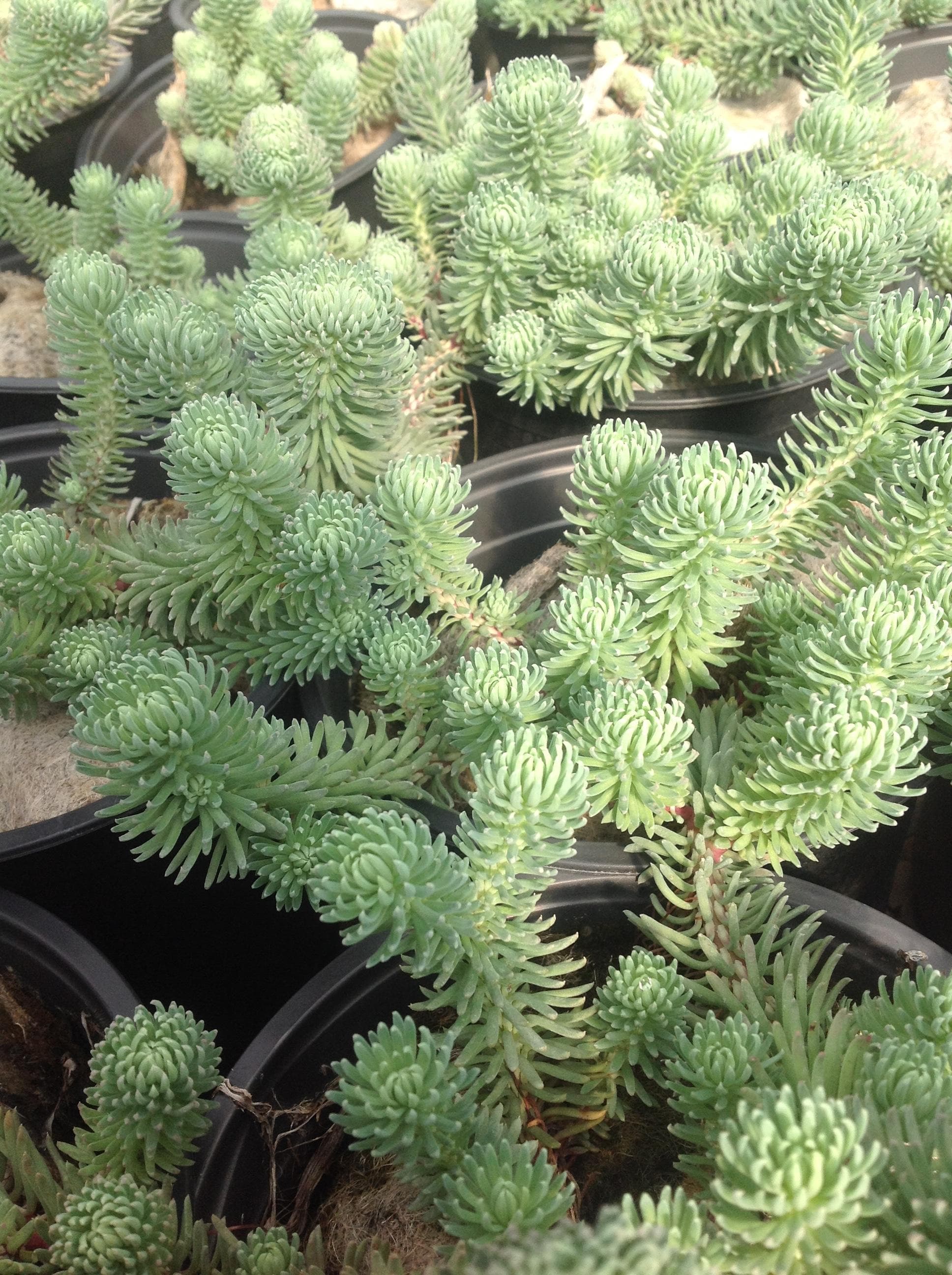 Sedum Forsterianum elegans — touffe compacte ou tapissante selon les espèces