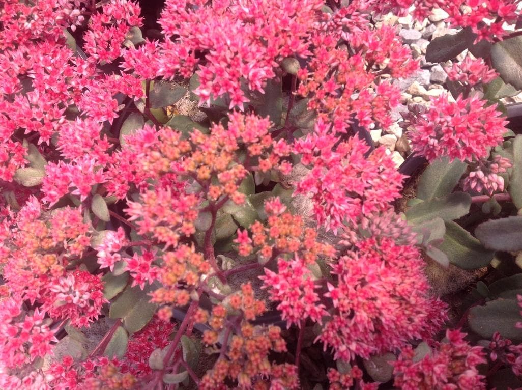 Sedum Merida — touffe compacte ou tapissante selon les espèces