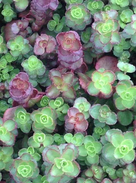Sedum Spurium Voodoo — touffe compacte ou tapissante selon les espèces