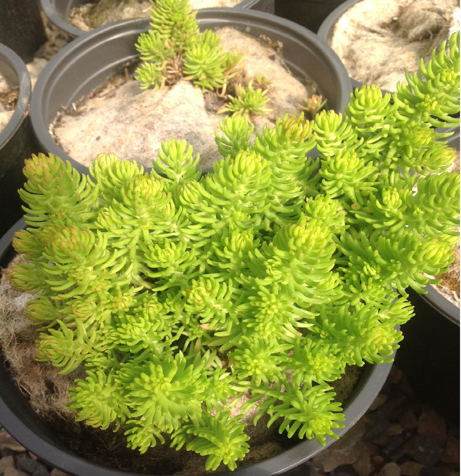 Sedum Winter Green — touffe compacte ou tapissante selon les espèces