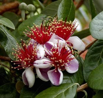 Sellowiana Feijoa — port arrondi et dense
