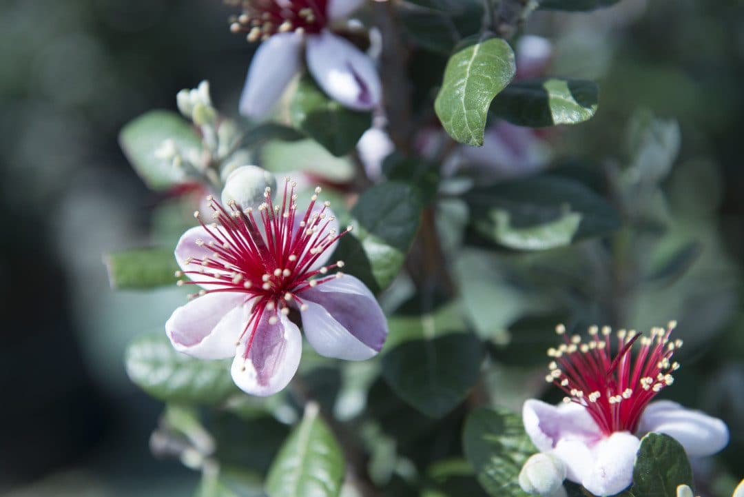 Feijoa sellowiana – Goyavier du Brésil