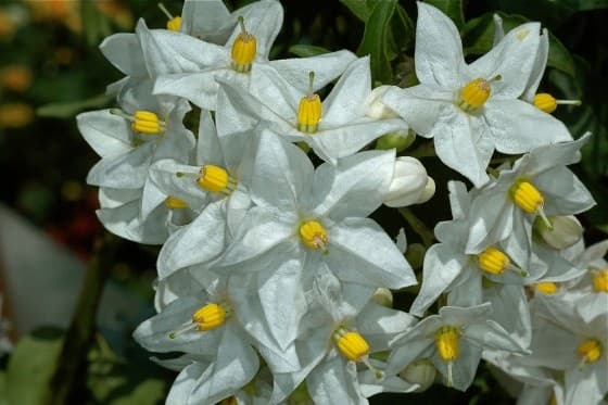 Solanum blanc (Solanum jasminoides Album) — grimpant volubile ou arbustif selon les espèces
