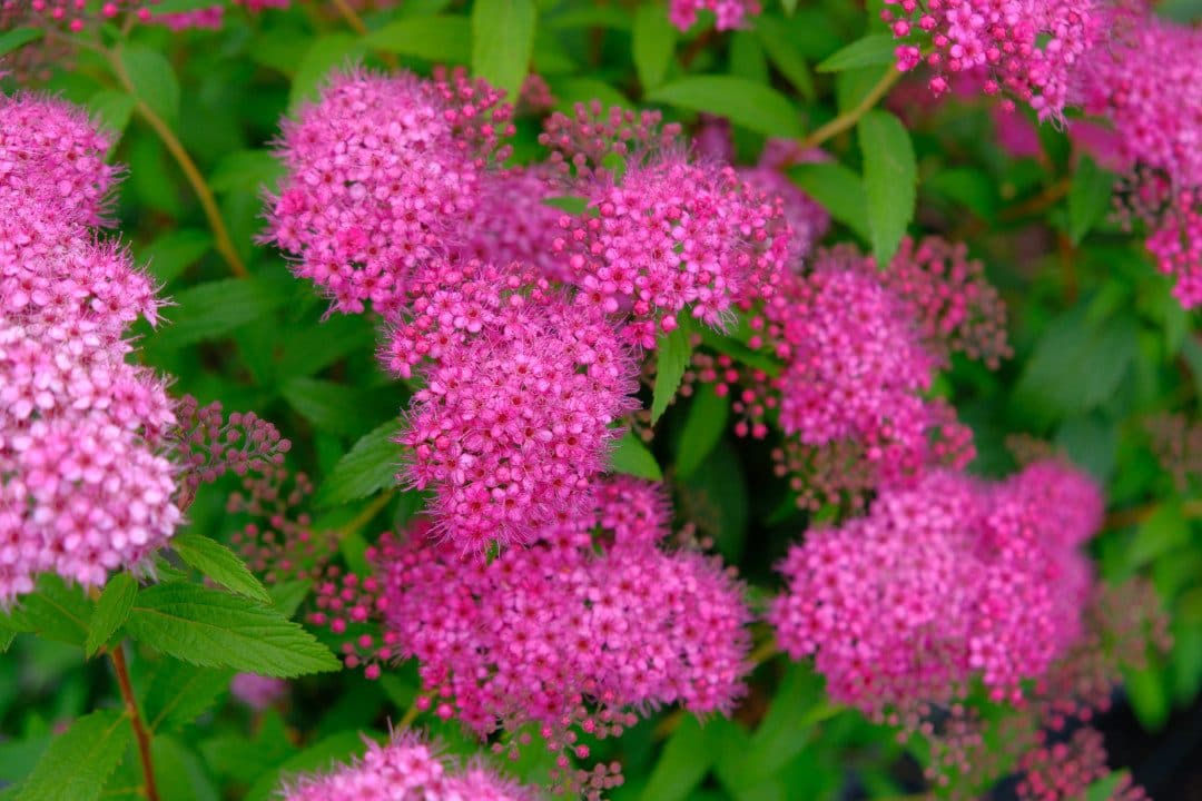 Spiraea × bumalda 'Anthony Waterer' – Spirée rouge