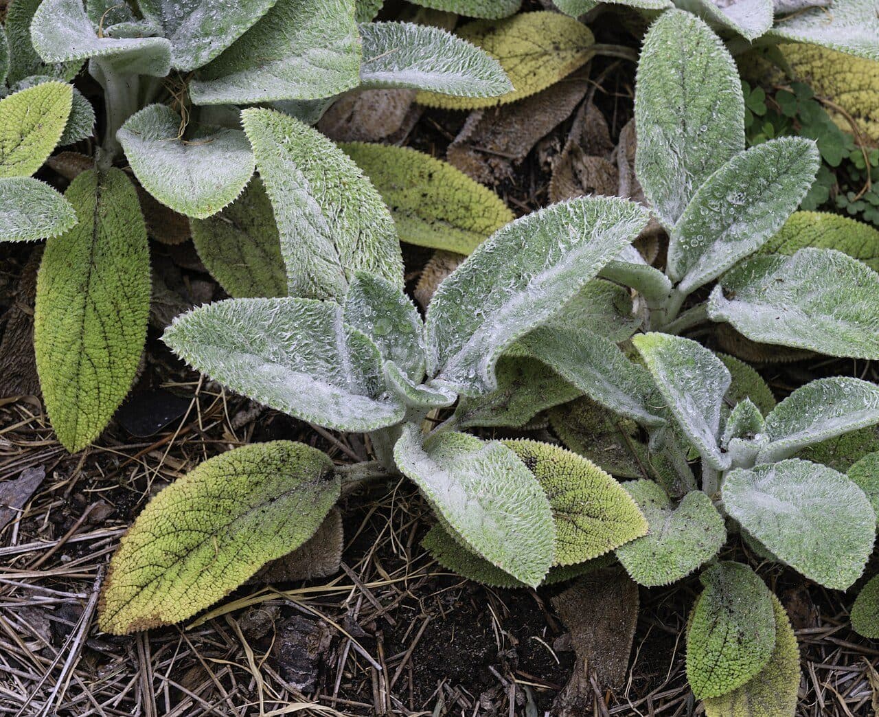Stachys byzantina – Oreille d'agneau