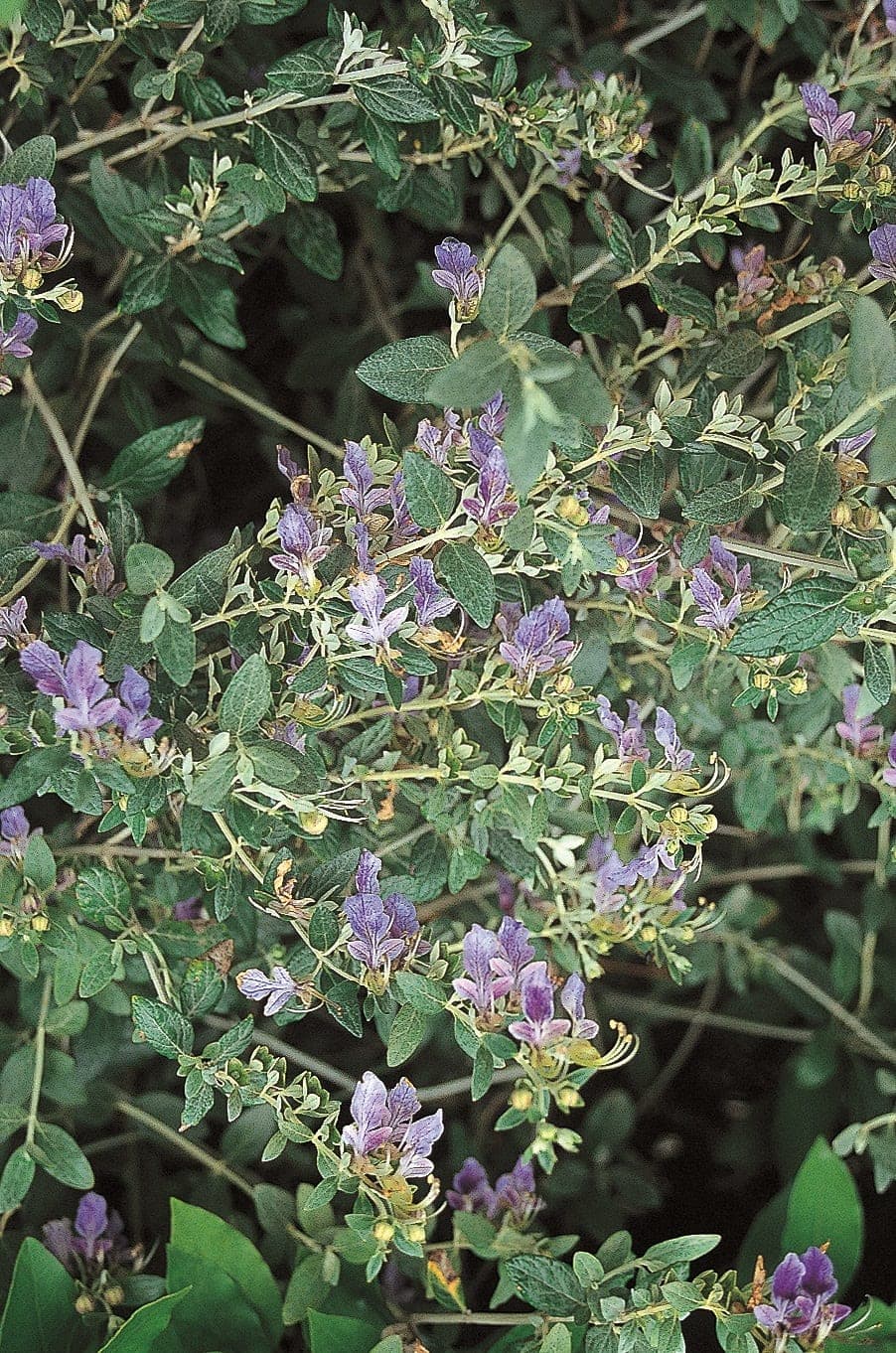 Germandrée en arbre (Teucrium Fruticans) — port buissonnant, souple