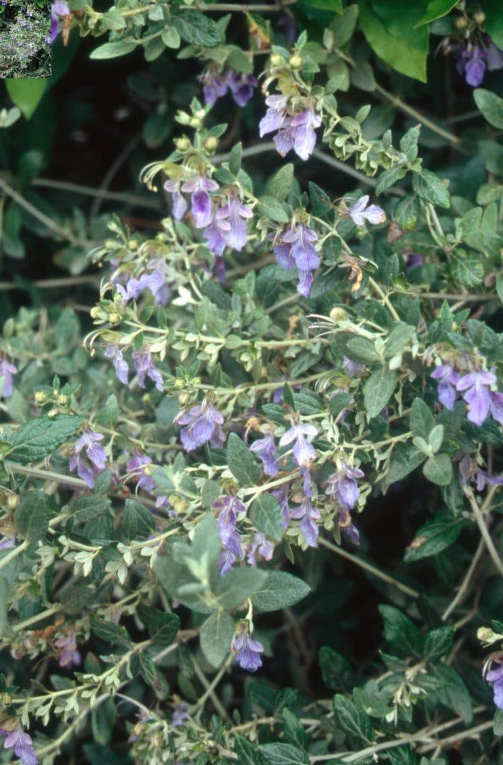 Teucrium fruticans – Germandrée arbustive