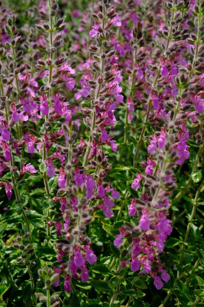 Teucrium × lucidrys – Germandrée luisante