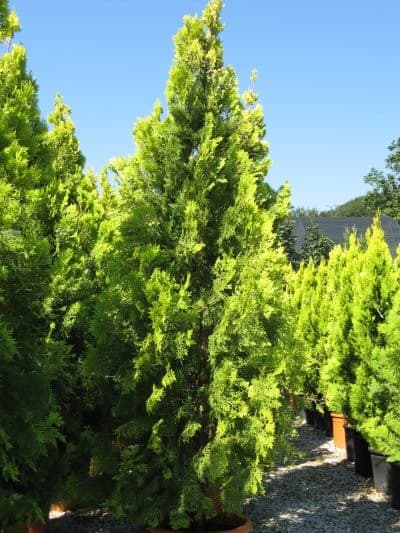Thuya Pyramidalis Aurea — port conique à colonnaire