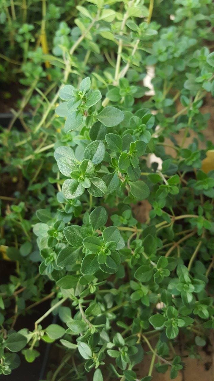Thym Citron — touffe tapissante à buissonnante
