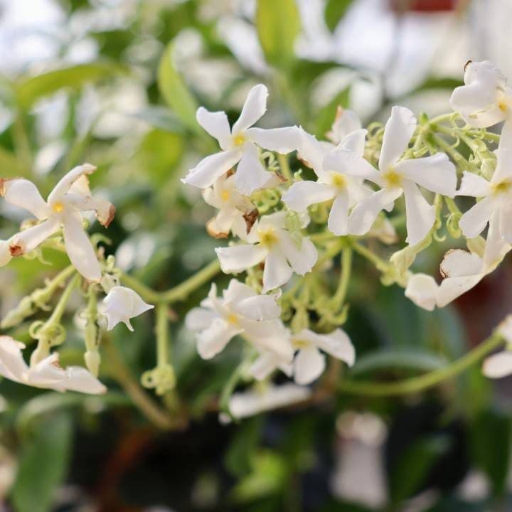 Jasmin étoilé en fleurs