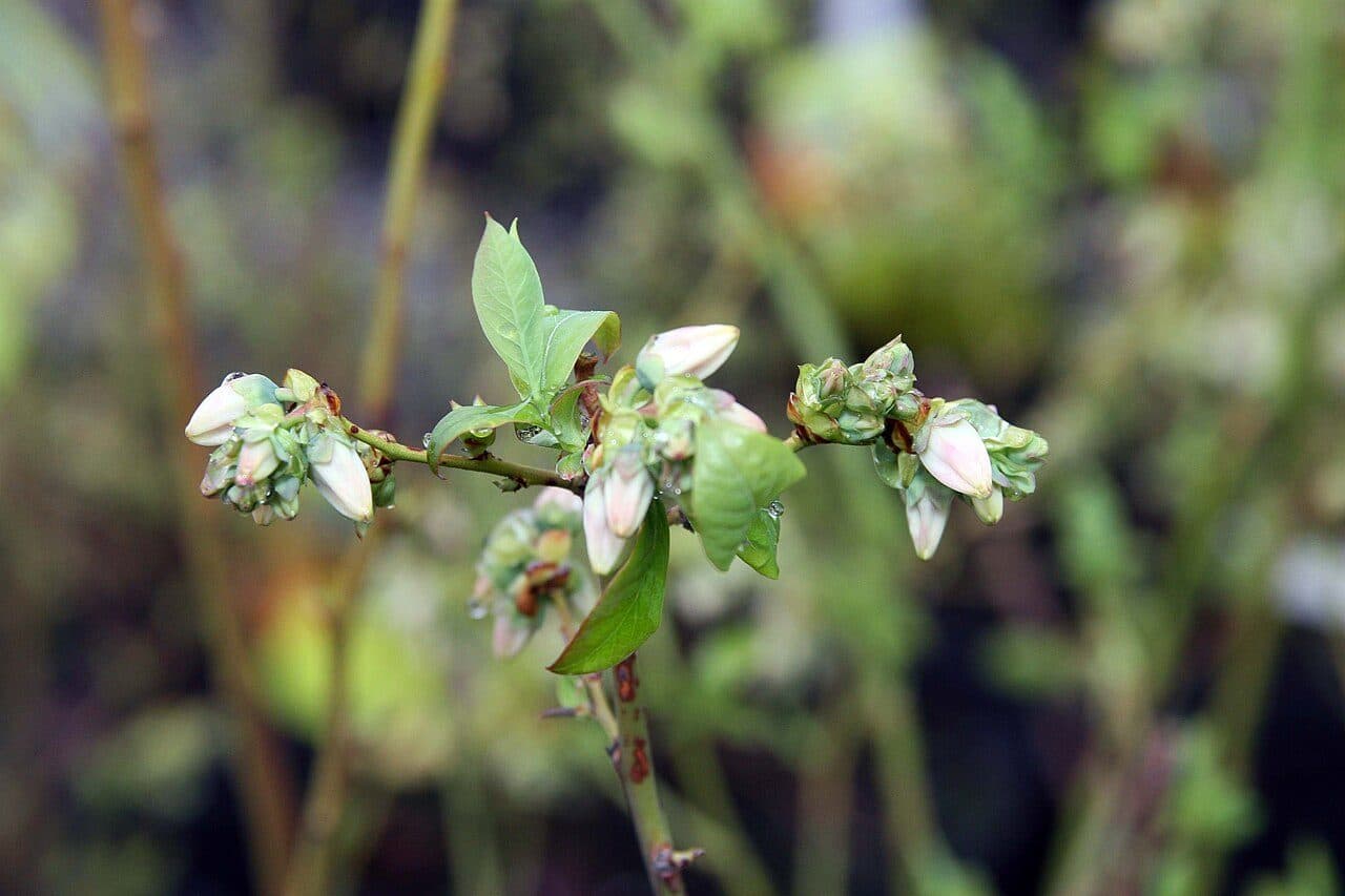 Vaccinium corymbosum 'Bluecrop' – Myrtillier