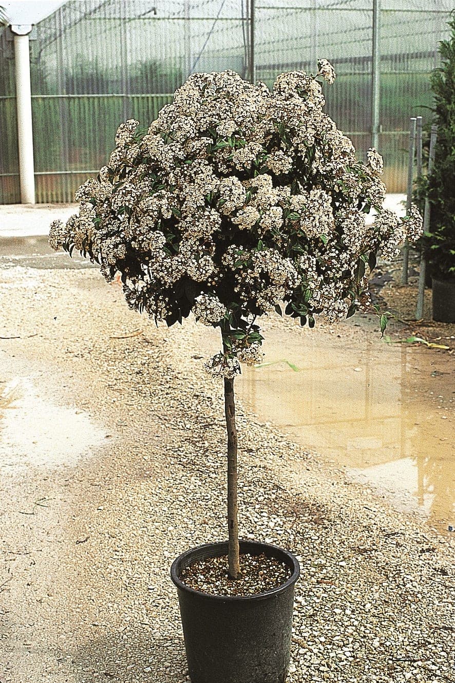 Laurier Tin (Viburnum Tinus) — port arrondi et dense