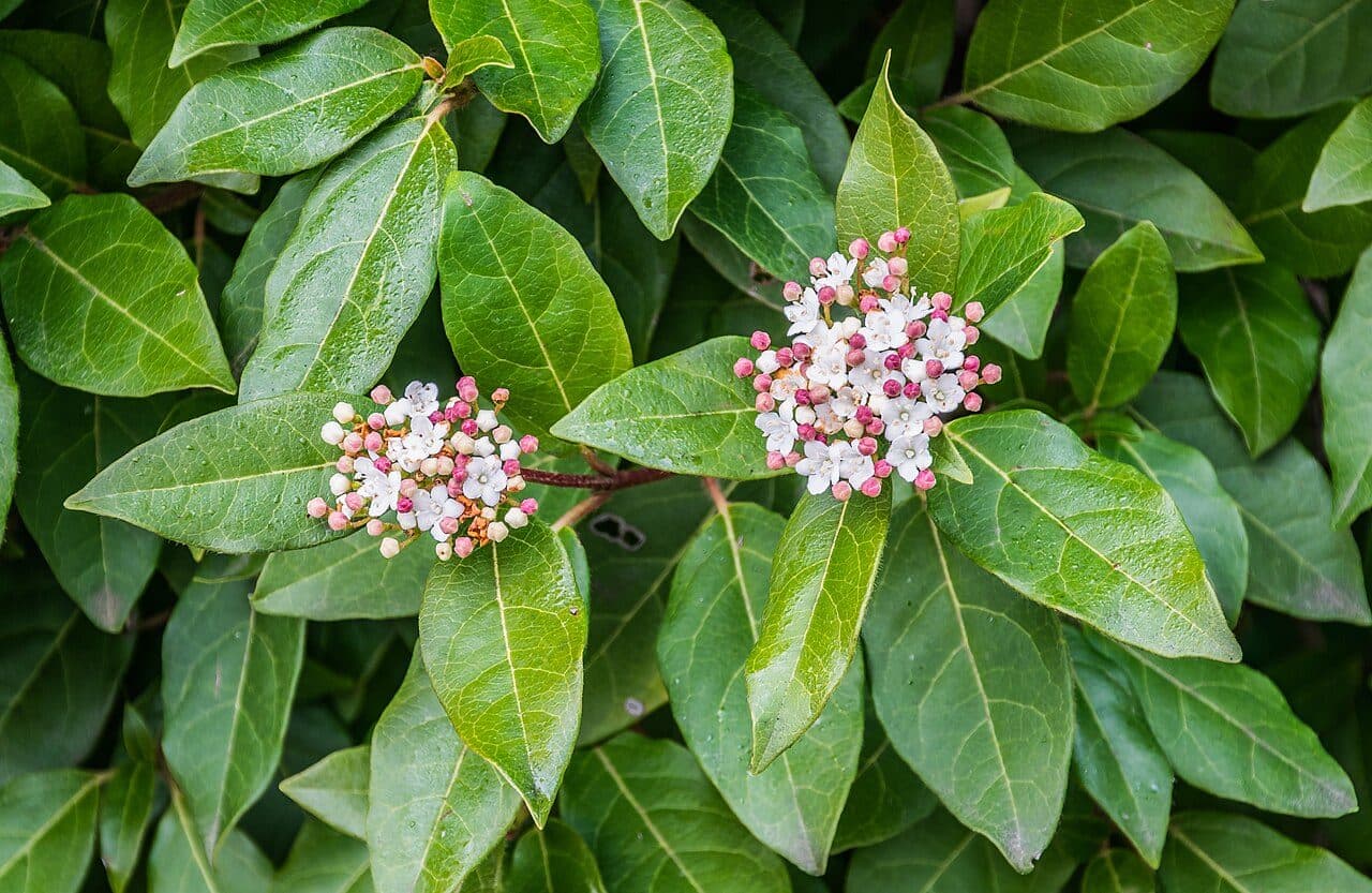 Viburnum tinus – Laurier-tin