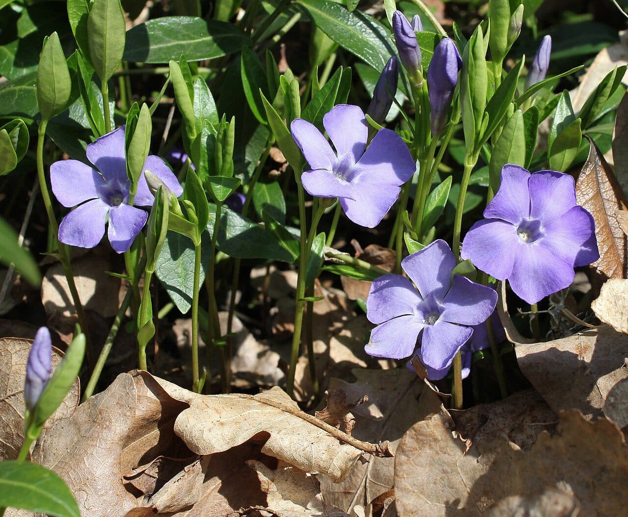 Vinca minor – Petite pervenche bleue
