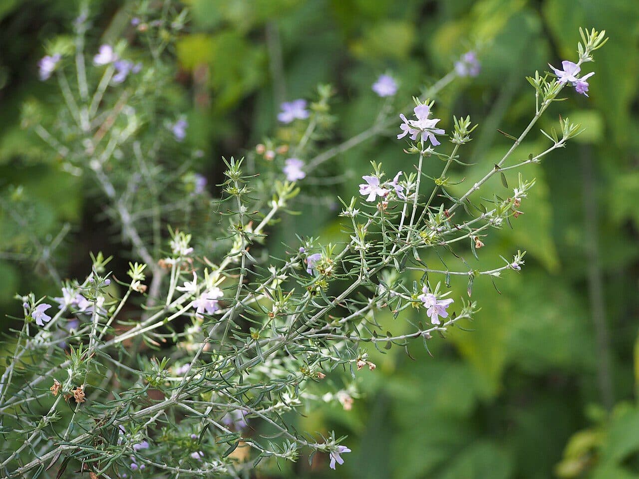 Westringia eremicola – Romarin d'Australie