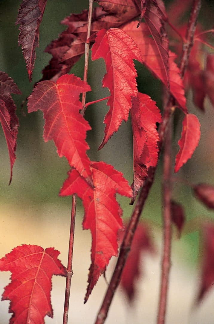 Acer ginnala – Érable