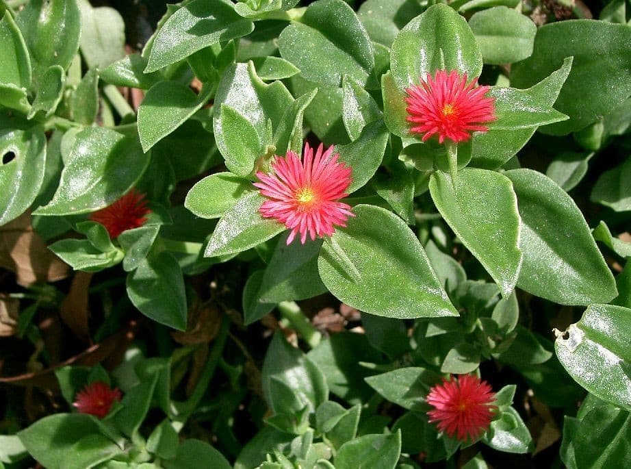 Gazon Espagnol (Aptenia Cordifolia) — tapis rampant