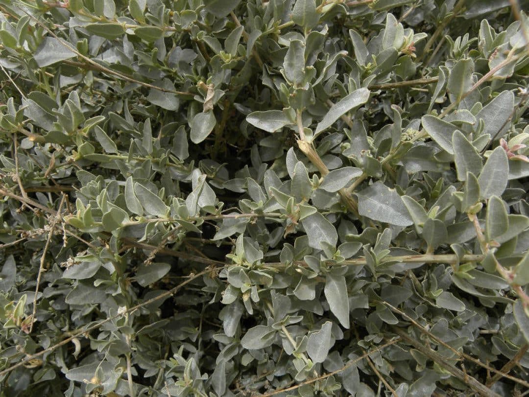Atriplex halimus – Arroche