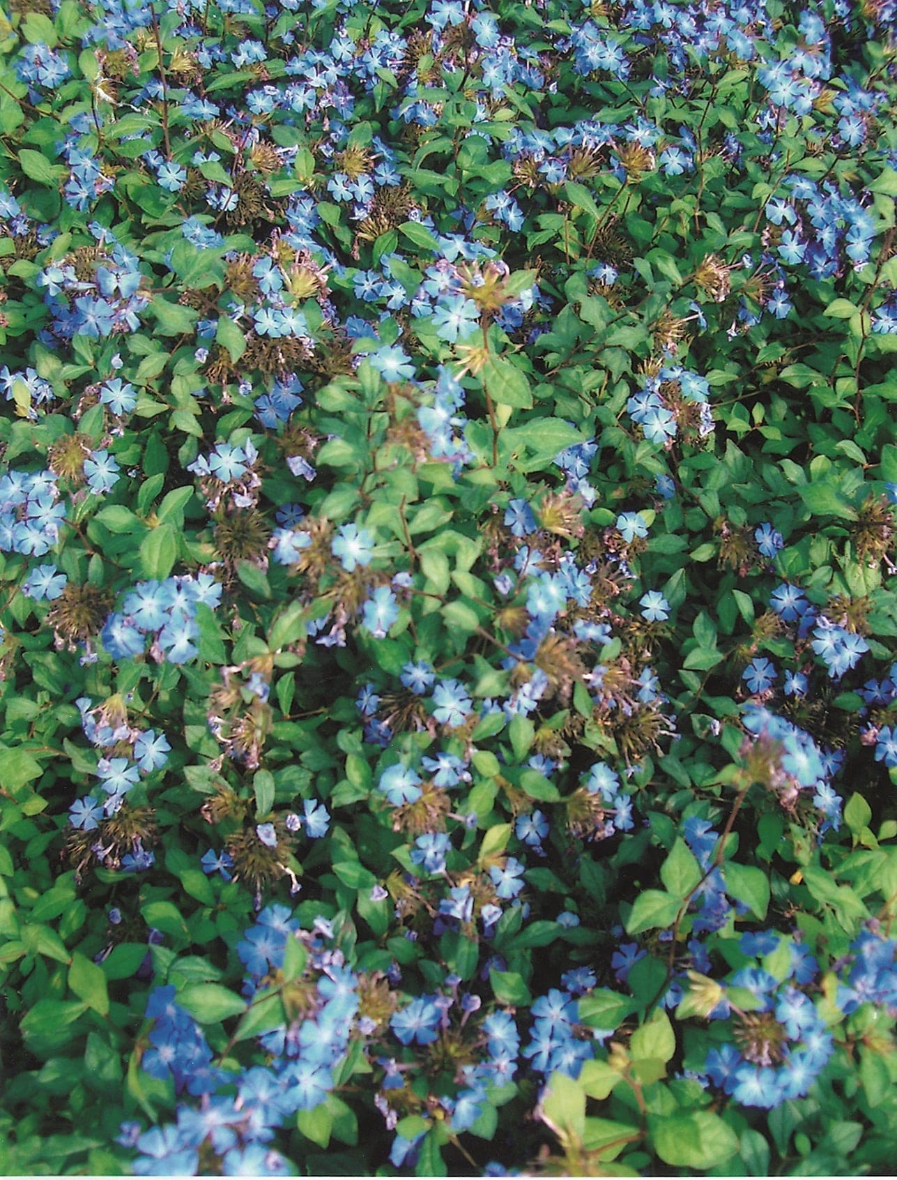Plumbago rampant (Ceratostigma Griffithii) — port souple, semi-grimpant