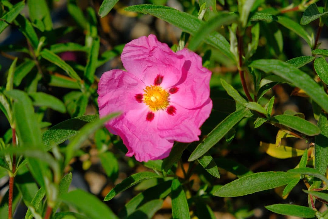 Cistus × purpureus – Ciste pourpre